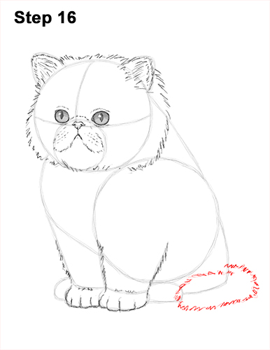 Persian Kitten Drawing 16 Draw Persian Kitty Cat 16
