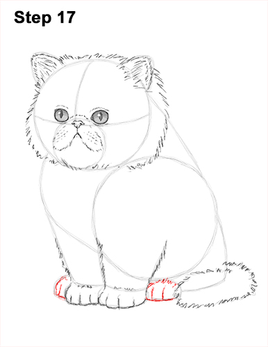 Persian Kitten Drawing 17 Draw Persian Kitty Cat 17