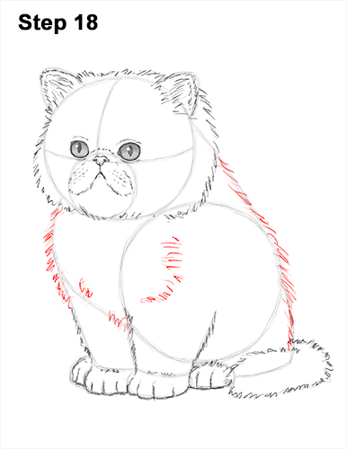 Persian Kitten Drawing 18 Draw Persian Kitty Cat 18