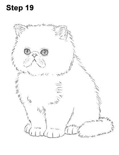 Persian Kitten Drawing 19 Draw Persian Kitty Cat 19