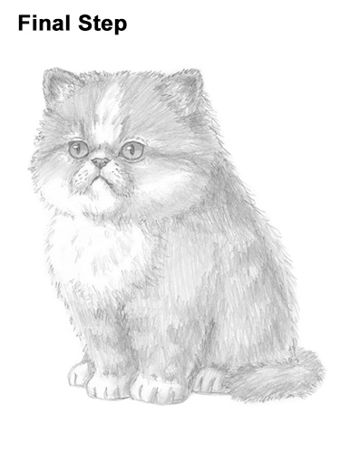 Persian Kitten Drawing Draw Persian Kitty Cat