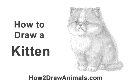 Draw a Persian Kitten How to Draw a Persian Kitty Cat