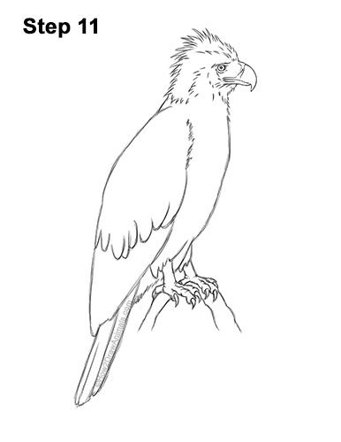 How to Draw a Philippine Eagle Bird Side View 11