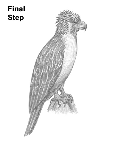 How to Draw a Philippine Eagle Bird Side View