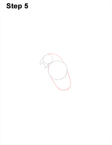 Draw Phoenix 5