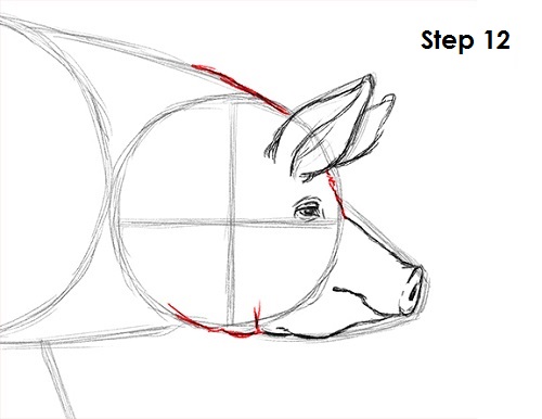 Draw Pig 12