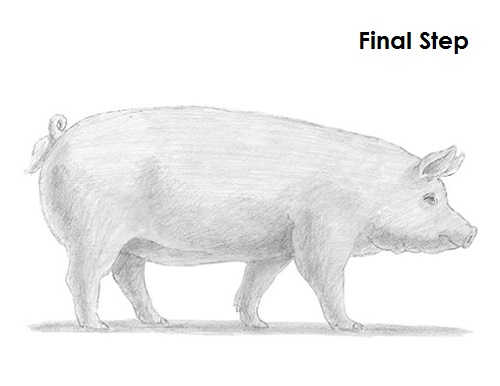 Draw a Pig