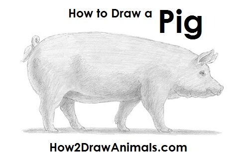 Draw a Pig Draw Pig