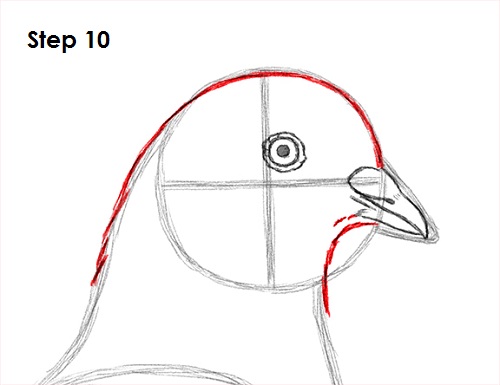 Draw Pigeon Bird 10