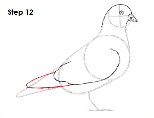 Draw Pigeon Bird 12