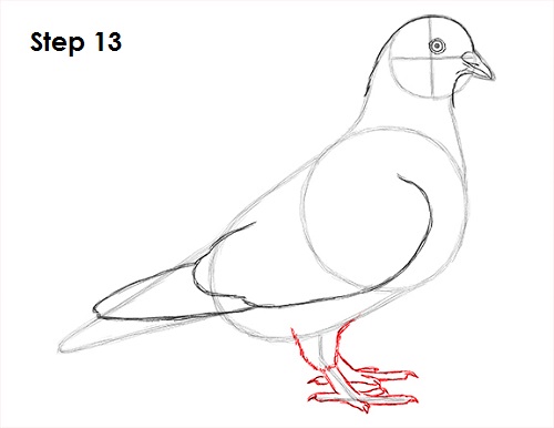 Draw Pigeon Bird 13