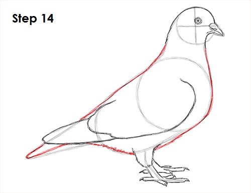 Draw Pigeon Bird 14