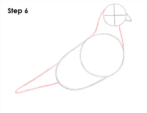 Draw Pigeon Bird 6