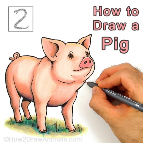 Final Completed Pig Drawing