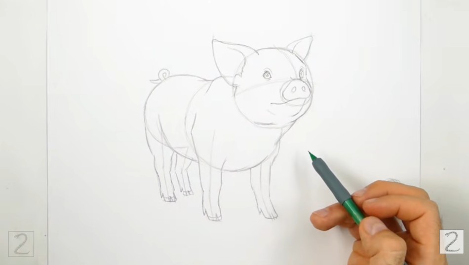 How to Draw Pig Torso and Tail