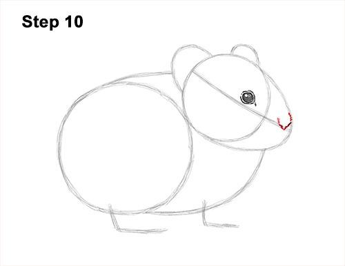 Draw a Draw a Pika 10 How to Draw an American Pika Himalayan 10