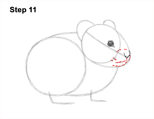 Draw a Draw a Pika 11 How to Draw an American Pika Himalayan 11