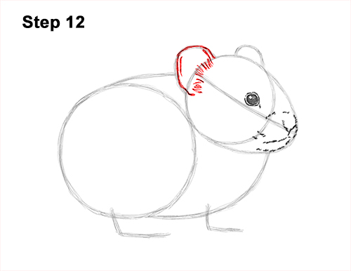 Draw a Draw a Pika 12 How to Draw an American Pika Himalayan 12