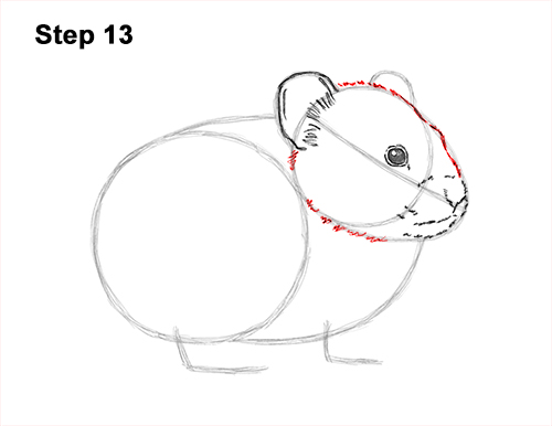 Draw a Draw a Pika 13 How to Draw an American Pika Himalayan 13