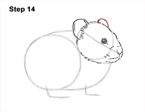 Draw a Draw a Pika 14 How to Draw an American Pika Himalayan 14