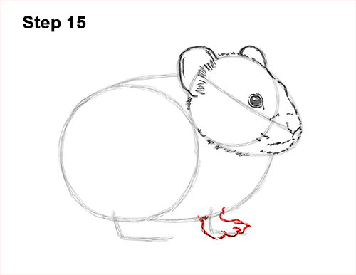 How to Draw an American Pika Himalayan 15