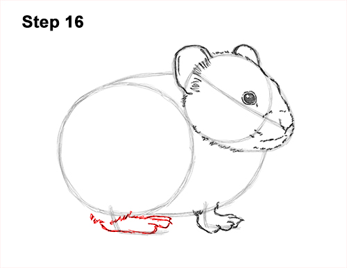 How to Draw an American Pika Himalayan 16