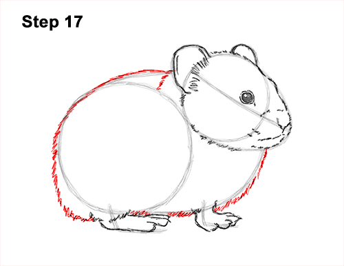 How to Draw an American Pika Himalayan 17