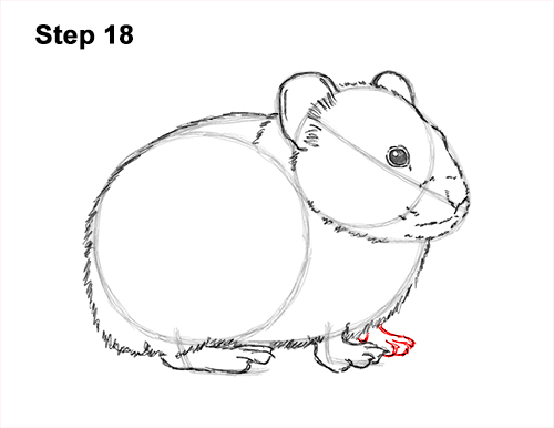 How to Draw an American Pika Himalayan 18