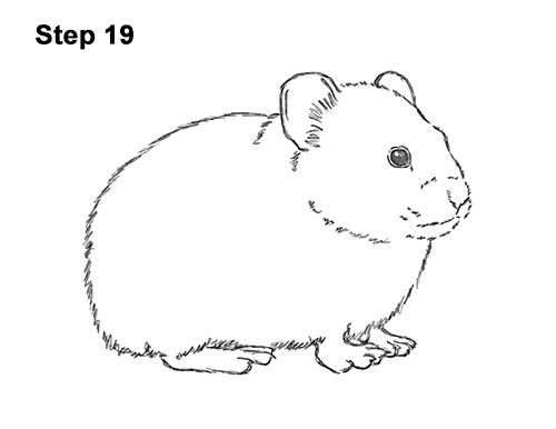 How to Draw an American Pika Himalayan 19