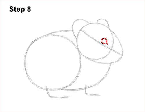How to Draw an American Pika Himalayan 8