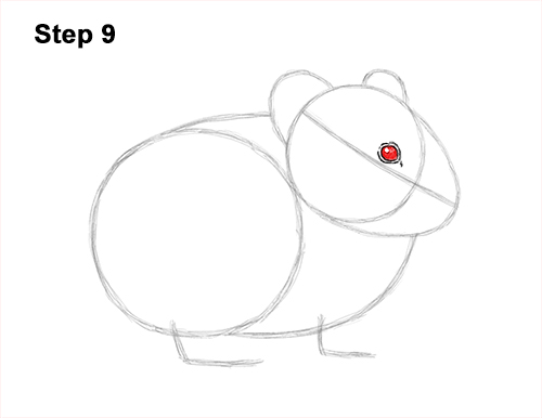 How to Draw an American Pika Himalayan 9