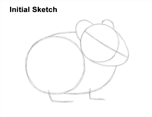 How to Draw an American Pika Himalayan Guide Lines