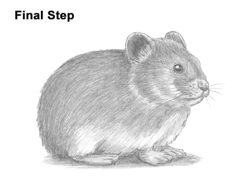How to Draw an American Pika Himalayan