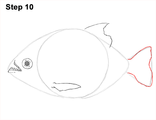 Piranha Drawing 10 Draw Piranha Fish 10