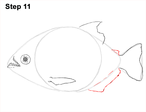 Piranha Drawing 11 Draw Piranha Fish 11
