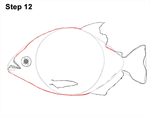 Piranha Drawing 12 Draw Piranha Fish 12