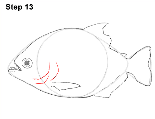 Piranha Drawing 13 Draw Piranha Fish 13