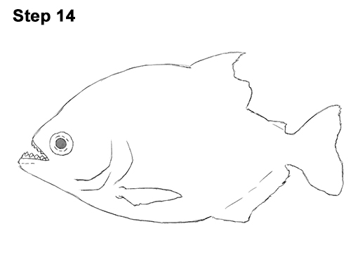 Piranha Drawing 14 Draw Piranha Fish 14