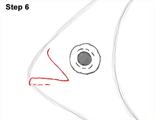 Piranha Drawing 7 Draw Piranha Fish 6