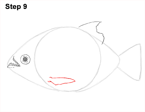 Piranha Drawing 9 Draw Piranha Fish 9