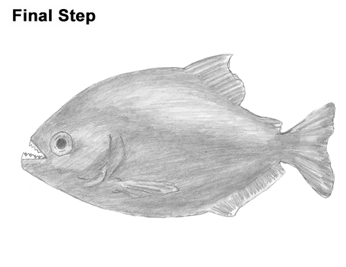 Piranha Drawing Draw Piranha Fish