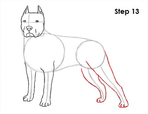 Draw Pit Bull 13