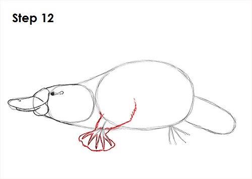 Platypus Drawing 12 Draw Platypus 12
