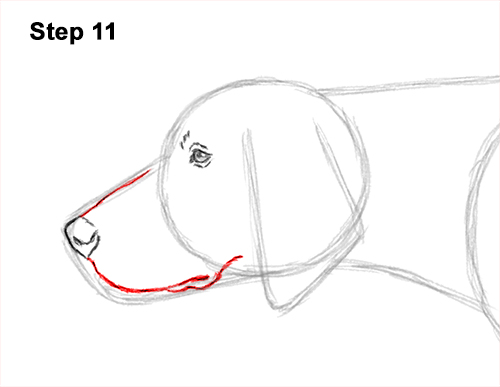 How to Draw English German Shorthaired Pointer Dog 11