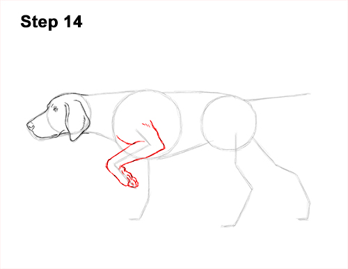 How to Draw English German Shorthaired Pointer Dog 14