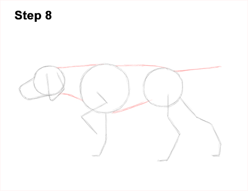 Draw a Pointer Dog Pointing 8 How to Draw English German Shorthaired Pointer Dog 8