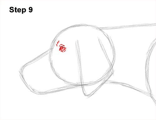 Draw a Pointer Dog Pointing 9 How to Draw English German Shorthaired Pointer Dog 9