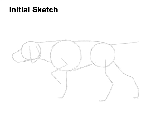 Draw a Pointer Dog Pointing Guidelines How to Draw English German Shorthaired Pointer Dog Guide Lines