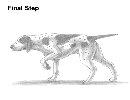 How to Draw English German Shorthaired Pointer Dog