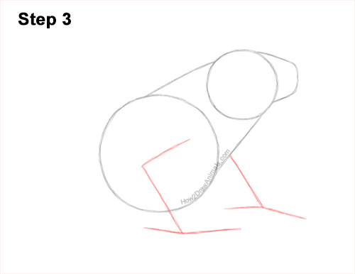 How to Draw a Striped Poison Dart Frog 3